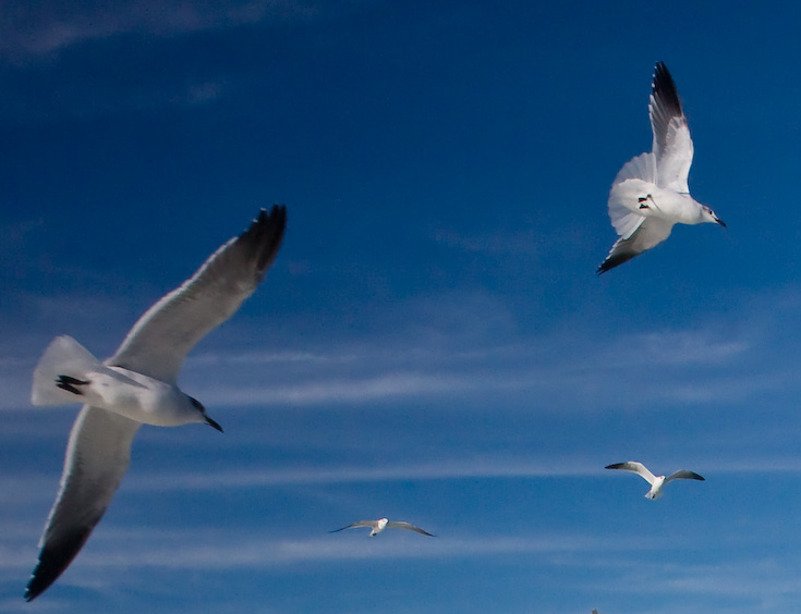 Galveston Gulls || Canon40d/EF17-55/F2.8EFS@17 | 1/1000s | f9 |  ISO800 | handheld