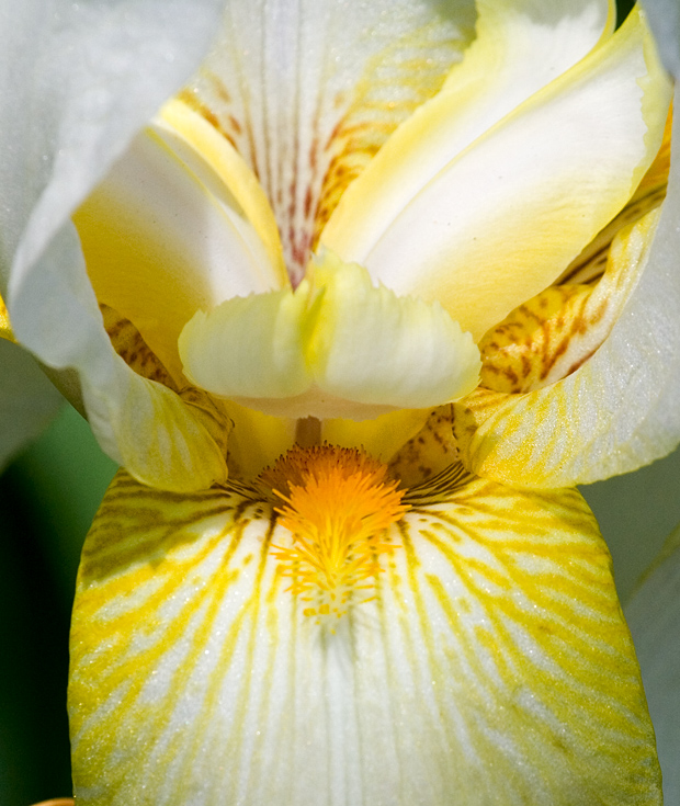 Iris Up Close || Canon350d/EF70-200/F4L@200 | 1/250s | f11 | ISO200 | tripod