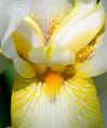 iris_up_close.html