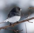 northern_junco.html