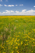 kansas_summer_flowers.html