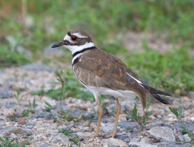 Kansas Killdeer || Canon350d/EF100-400F4-5.6L@400 | 1/1250s   | f5.6 |  ISO400 | handheld