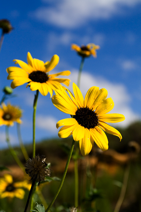 Kansas Sunflowers and Blue Skies|| Canon350d/EF17-40/F4L@40 | 1/800s | f6.3| ISO200 | handheld