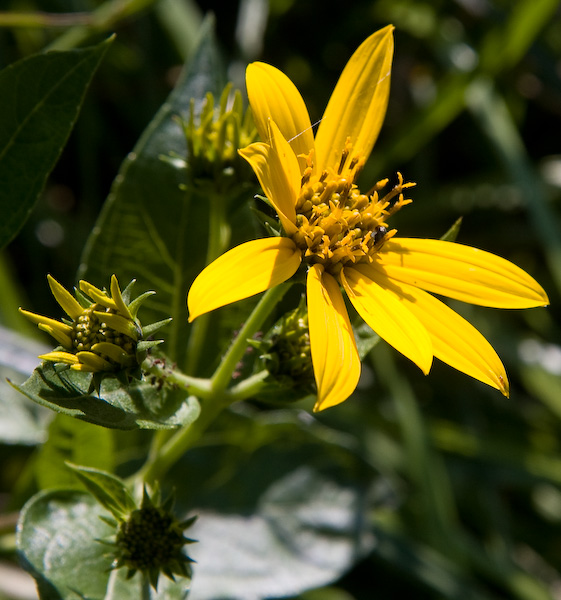 Late Summer Flower || Canon40d/EF17-55/F2.8EFS@55 | 1/160s | f6.3 |  ISO200 | handheld