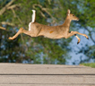 leaping_deer.html