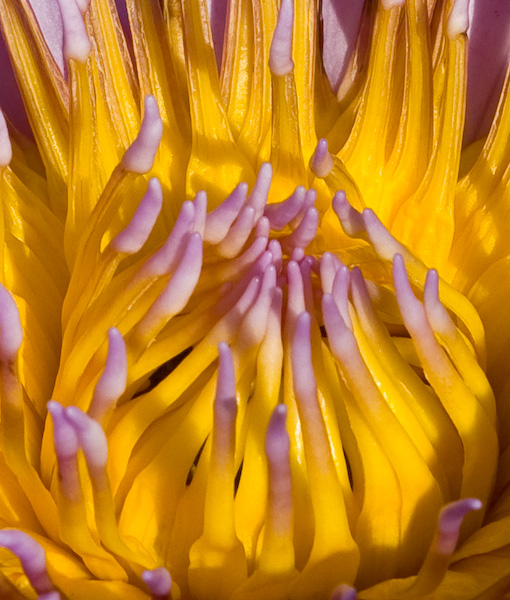 Water Lily Closeup || Canon40d/EF70-200/F4L@200 | 1/320s | f10 | ISO100 | tripod