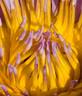 water_lily_closeup.html