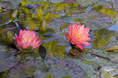 water_color_lily.html