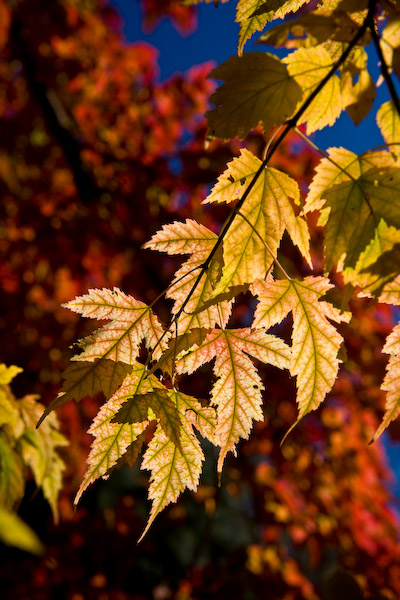 Last Leaves || Canon40d/EF17-55/F2.8EFS@55 | 1/100s | f8 |  ISO100 | handheld