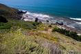 marin_flowers_and_coast.html