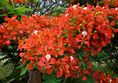 red_maui_flowers.html