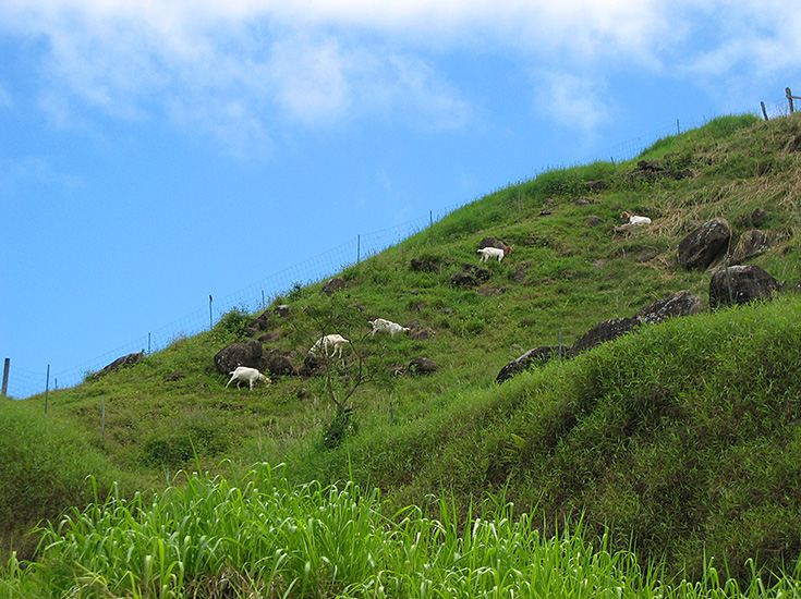 Maui Goats | Canon Powershot S45/17mm (~85mm 35mm equiv) | 1/640s | f4.5 | ISO100? | handheld