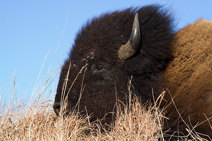 Bison Closeup || Canon350d/EF70-200/F4L@200 | 1/1640s | f7.1 | ISO400 | handheld