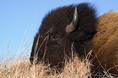 bison_closeup.html