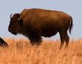 bison_at_maxwell.html