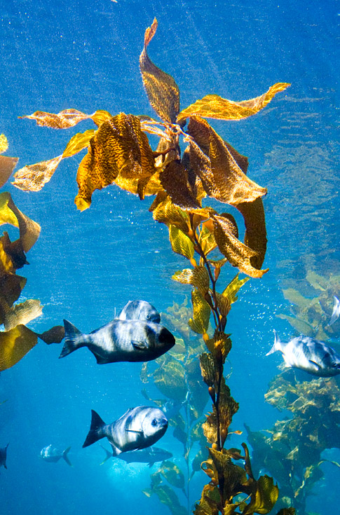 Monterey Kelp || Canon350d/EF17-40/F4L@26 | 1/400s | f7.1 | ISO800 | handheld