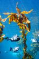 monterey_kelp.html