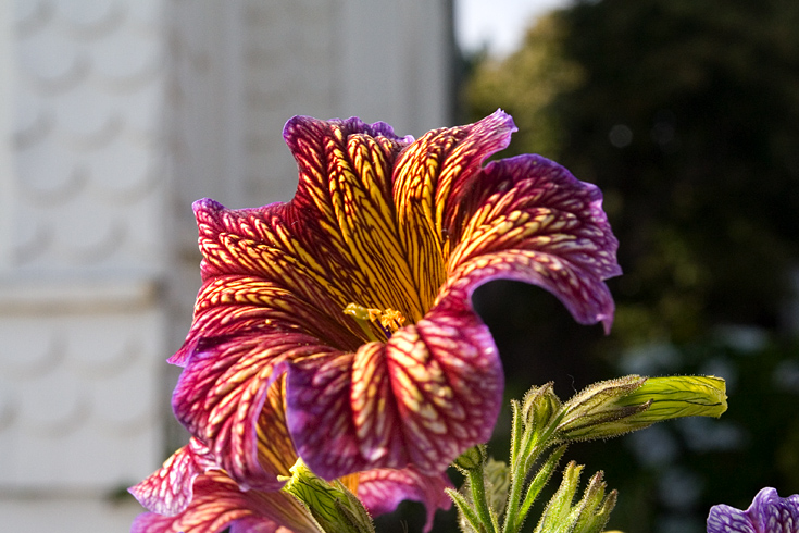 Mendocino Flower || Canon350d/EF17-40/F4L@40 | 1/200s | f11| ISO800 | handheld