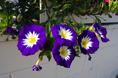 mendocino_flowers.html