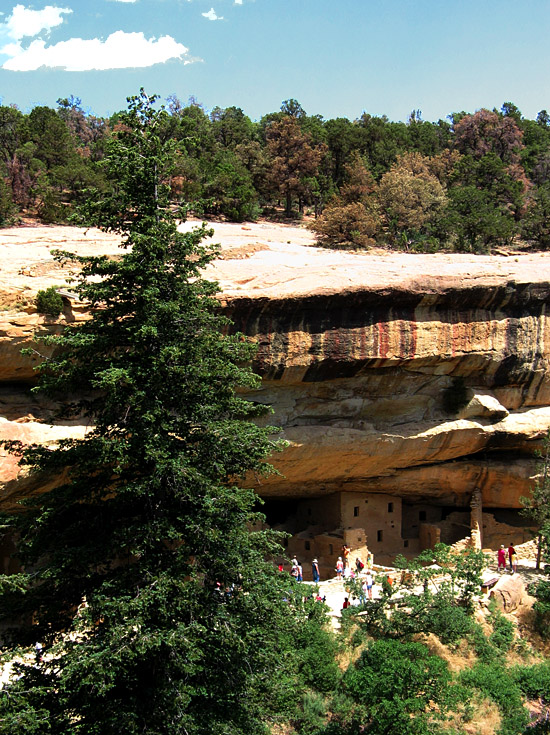 Spruce at Mesa Verde || CanonG3/14.4mm (~75mm 35mm equiv) | 1/320s | f5 | ISO100? | handheld