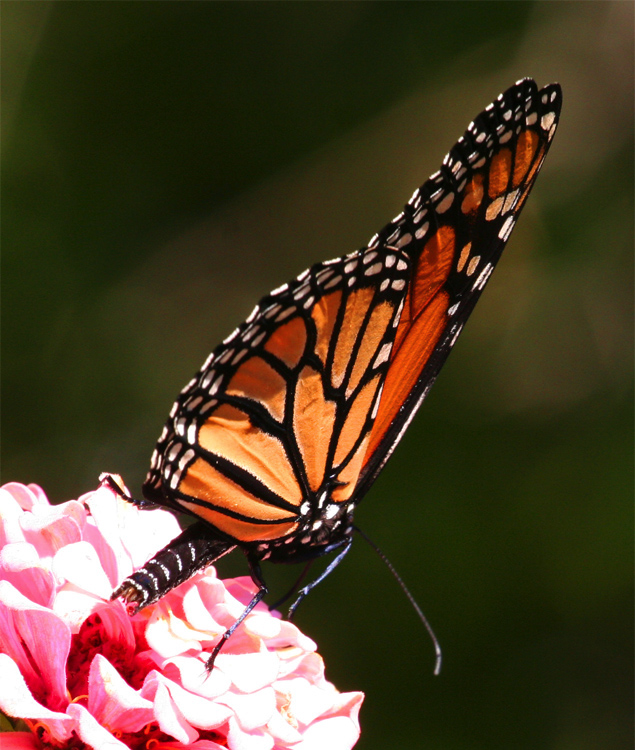 Monarch in Profile || Canon350d/EF70-200/F4L@200 | 1/200s | f13 | ISO400 | tripod: bogen 3025