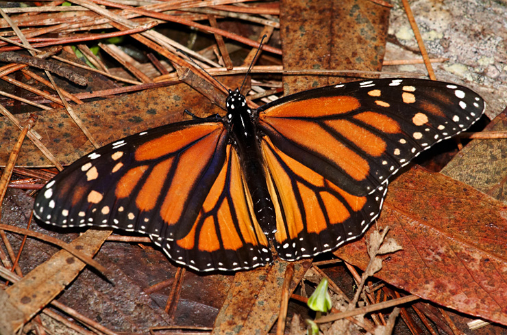 Pacific Grove Monarch|| Canon350d/EF70-200/F4L@200 | 1/200s | f13 | ISO800 |handheld