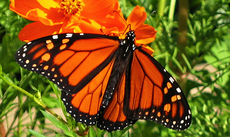 Monarch Butterfly|| Canon Powershot S45/21.3mm (~105mm 35mm equiv) | 1/1000s | f4.9 | ISO100? |handheld