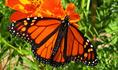 monarch_butterfly.html