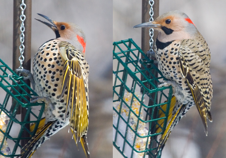 Northern Flicker || Canon350d/EF100-400F4-5.6L@400 | 1/1000s (1/800 2nd img) | f8 |  ISO400 | handheld