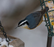 winter_nuthatch.html