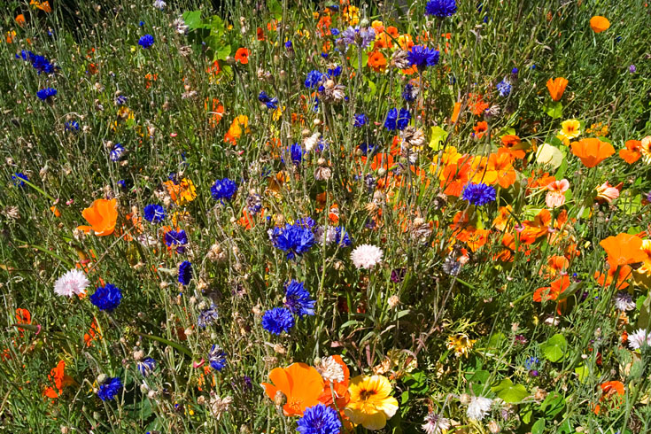 Oregon Flowers || Canon350d/EF17-40/F4L@23 | 1/160s | f20| ISO800 | handheld