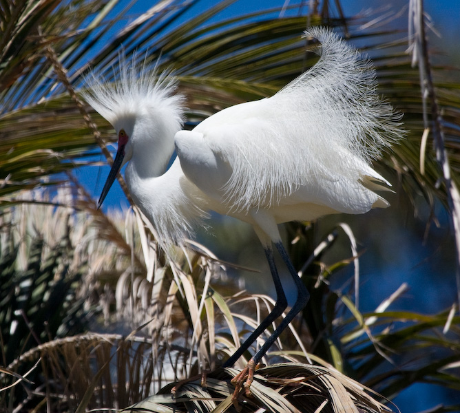 Palo Alto Egret || Canon40d/EF100-400F4-5.6L@400 | 1/3200s   | f5.6 |  ISO400 | handheld