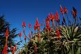 pacific_grove_aloe.html