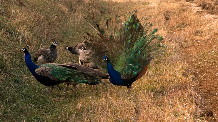 Roadside Peacocks|| Canon350d/EF70-200/F4L@154| 1/500s | f11 | ISO1600 |handheld