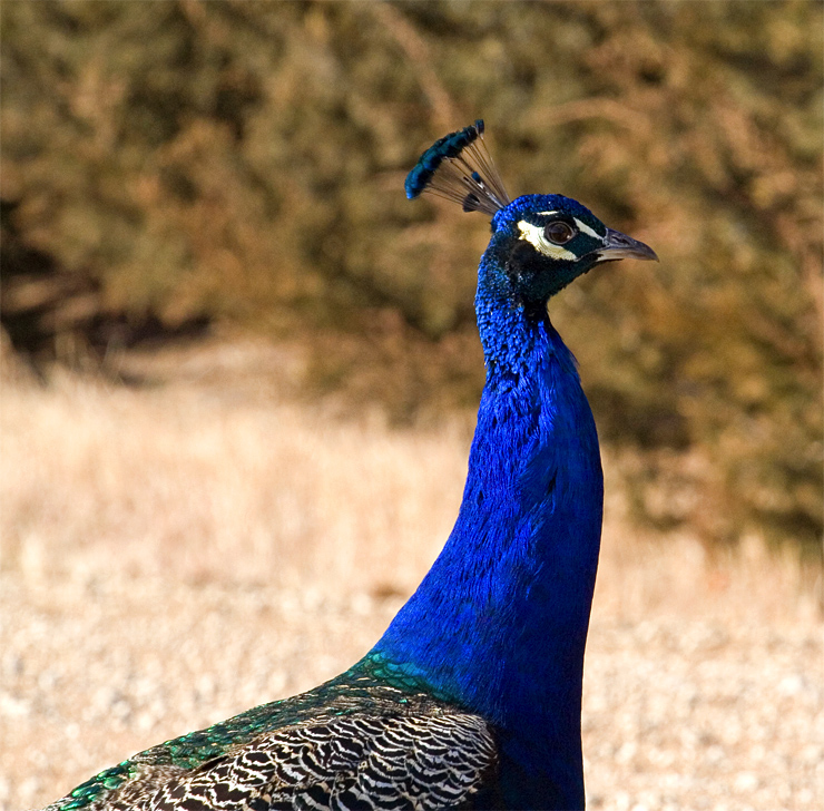 Peacock Closeup|| Canon350d/EF70-200/F4L@200| 1/500s | f11 | ISO1600 |handheld