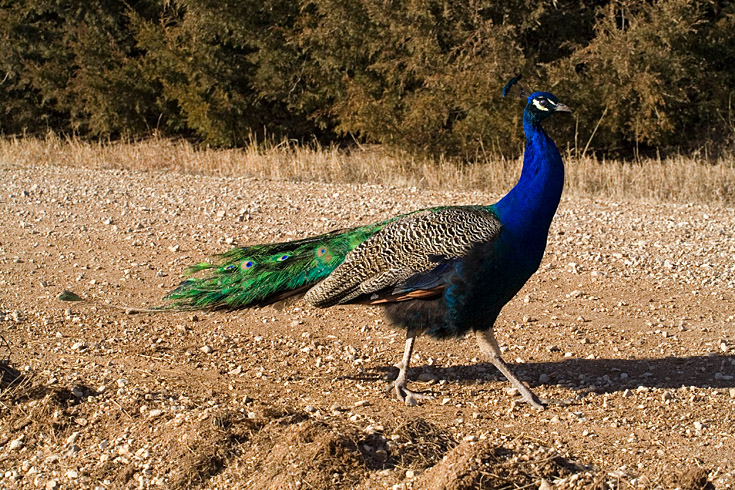 Proud Peacock|| Canon350d/EF70-200/F4L@78| 1/1250s | f11 | ISO800 | handheld