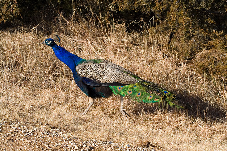 Prairie Peacock|| Canon350d/EF70-200/F4L@104| 1/1000s | f11 | ISO800 | tripod