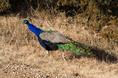 prairie_peacock.html