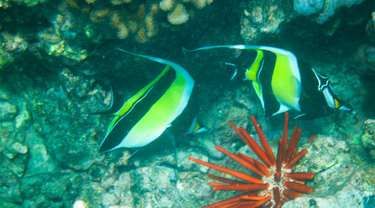 Two Pennant Fish || CanonA630/35-140/F2.8-4.1@140+WP-DC8 UW case | 1/320s | f4.1 |  ISO80 | handheld