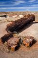 petrified_logs.html