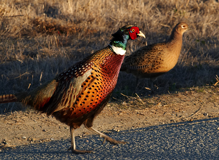 Shoreline Pheasant|| Canon350d/EF70-200/F4L@200 | 1/125s | f16 | ISO400 |handheld