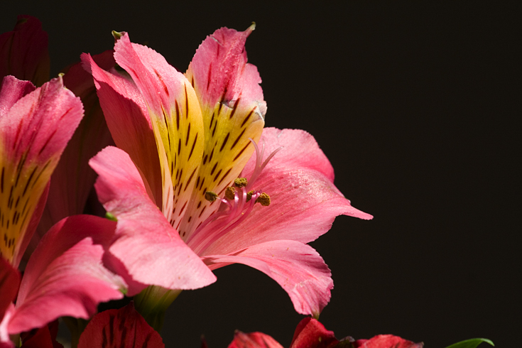 Pink Flower || Canon350d/EF70-200/F4L@200 | 1/200s | f11 | ISO200 | tripod