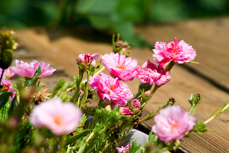 Pink Flowers || Canon350d/EF100-300/F-5.6@300 | 1/3200s | f8 | ISO800 | handheld