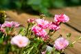 pink_flowers.html