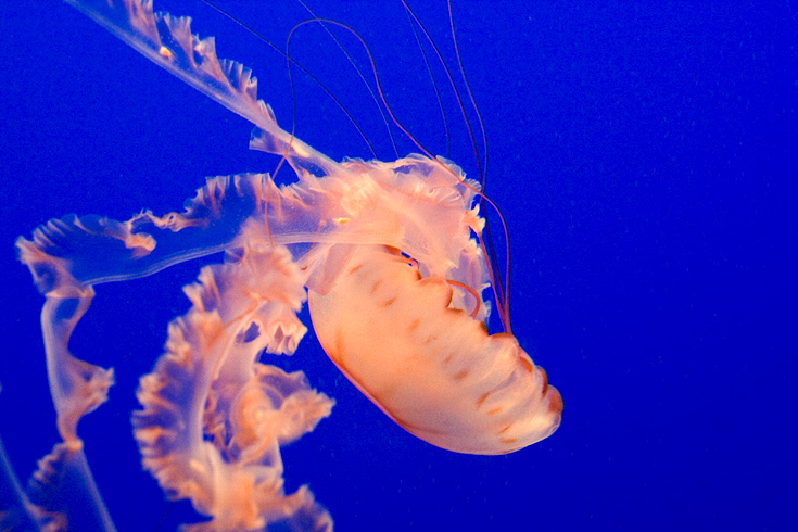 Pink Jellyfish || Canon350d/EF17-40/F4L@40 | 1/30s | f8 | ISO1600 | handheld