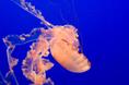 pink_jellyfish.html