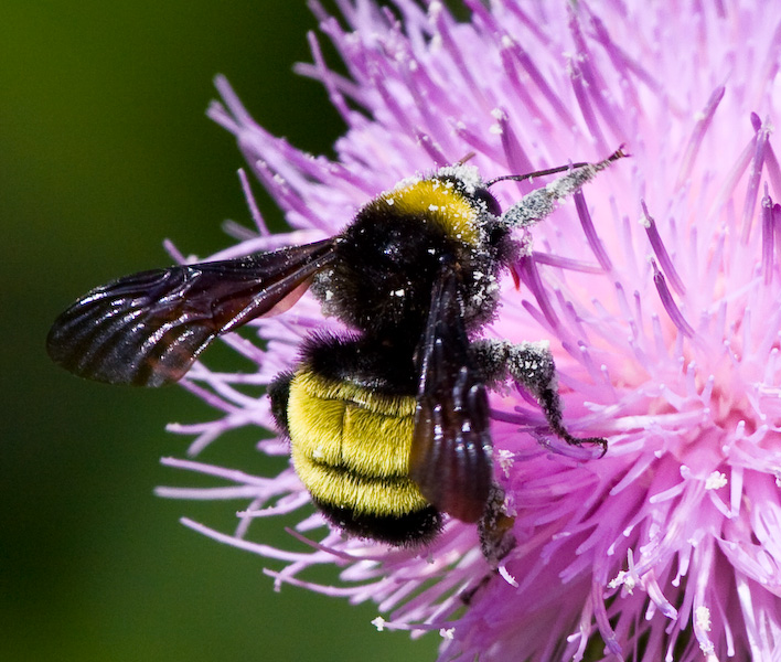 Pollen Coated Bee || Canon40d/EF100-400F4-5.6L@400 | 1/1000s   | f8 |  ISO400 | tripod