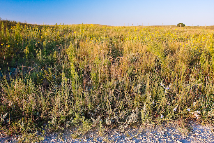 Prairie Grasses and Flowers || Canon40D/EF17-40F4L@400 | 1/50s | f9 |  ISO400 | handheld