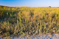 prairie_grasses_and_flowers.html