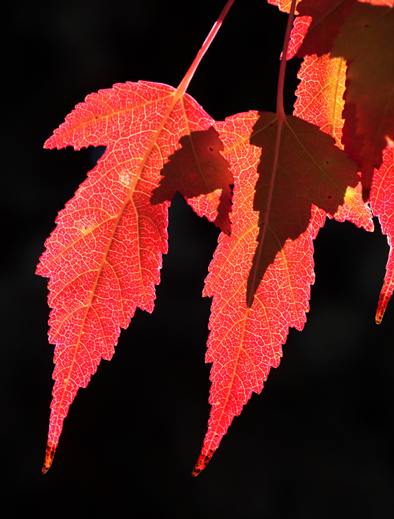 Red Maple Leaf || Canon350d/EF70-200/F4L@135 | 1/100s | f18.0 | ISO400 |handheld